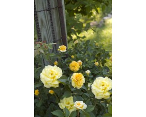 Photo Courtesy of Bailey Nurseries Inc.