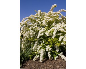 Photo Courtesy of Bailey Nurseries Inc.