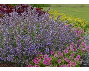 Photo Courtesy of Bailey Nurseries Inc.
