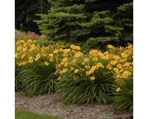 Photo Courtesy of Walter's Gardens, Inc.