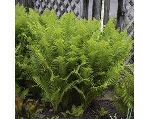 Photo Courtesy of Walter's Gardens, Inc.