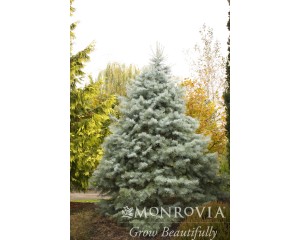Photo Courtesy of Monrovia