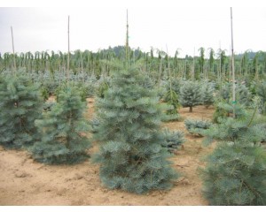 Photo Courtesy of Russell's Nursery, Inc.