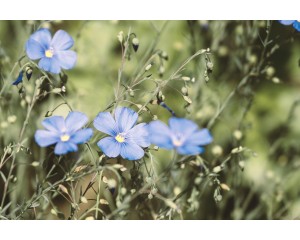 Flax, Sapphire 