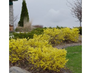 Photo Courtesy of McKay Nursery Company