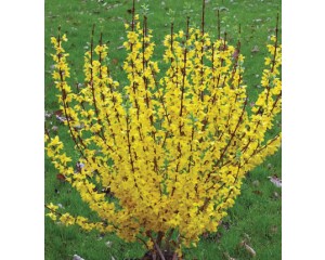 Photo Courtesy Proven Winners