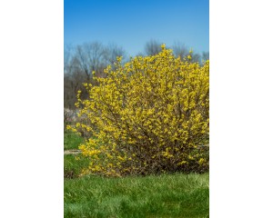 Photo Courtey of Bailey Nurseries Inc.