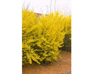 Forsythia, Lynwood Gold 
