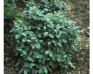 Photo Courtesy of Bailey Nurseries Inc.