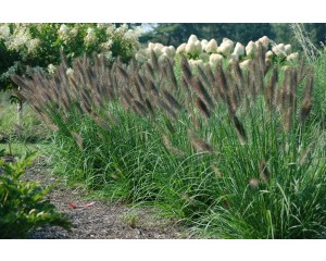 Photo Courtesy of Brent Horvath - Intrinsic Perennial Gardens