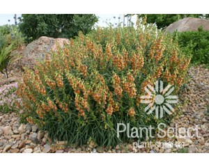 Photo Courtesy of Plant Select®