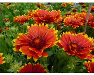Photo Courtesy of PlantHaven, Inc.