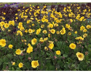 Photo Courtesy of Intrinsic Perennial Gardens, Inc.