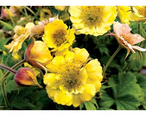 Image courtesy Terra Nova Nursery