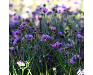 Pincushion Flower, Giga® Pink