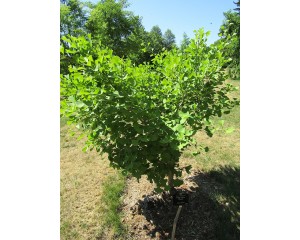 Ginkgo, Tschi Tschi
