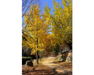Ginkgo biloba-Generic