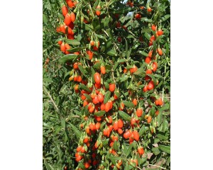 Goji Berry (Lifeberry)