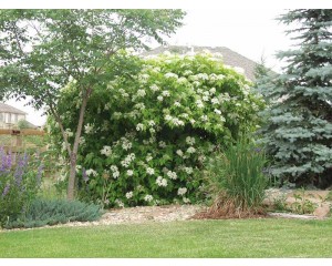 Golden Elder...©ArborTanics Inc.