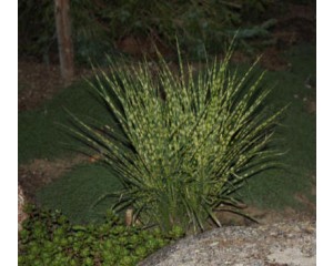 Gold Bar Miscanthus...©photo ArborTanics Inc.