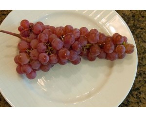Photo Courtesy of Bailey Nurseries Inc.