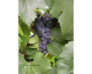 Photo Courtesy of Bailey Nurseries Inc.
