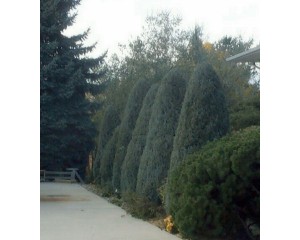 Gray Gleam Juniper ©photo ArborTanics Inc.