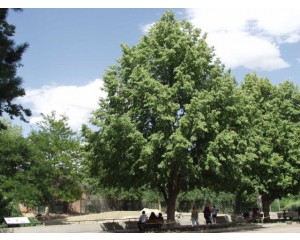 Greenspire Linden ©photo ArborTanics Inc.