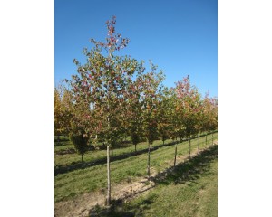 Single Stem Form - Photo Courtesy of Clayton Tree Farm