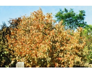 Photo Courtesy of Bailey Nurseries