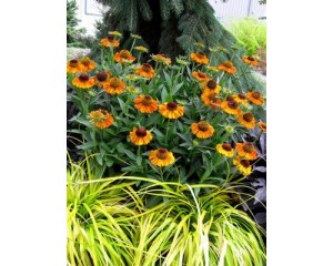 Photo Courtesy of Van Essen Nursery Company