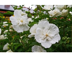 Image by <a href="https://pixabay.com/users/KRiemer-932379/?utm_source=link-attribution&amp;utm_medium=referral&amp;utm_campaign=image&amp;utm_content=3607824">Kerstin Riemer</a> from <a href="https://pixabay.com/?utm_source=link-attribution&amp;utm_mediu