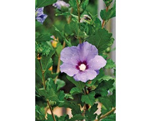 Photo Courtesy of Alpha Nursery