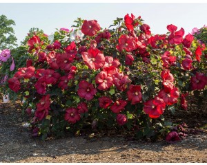 Photo Courtesy of Star® Roses & Plants