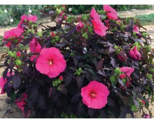 Photo Courtesy of Star® Roses & Plants