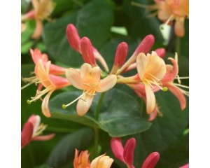 Image courtest JRT Nurseries