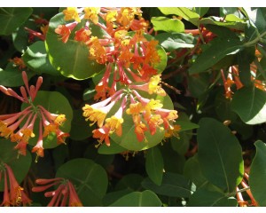 Goldflame Honeysuckle...©photo ArborTanics Inc.