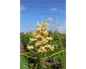 Photo Courtesy of Blue Heron Farm