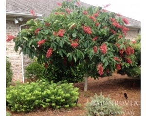 Photo Courtesy of Monrovia