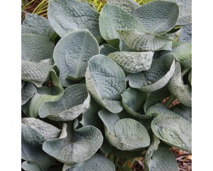 Photo Courtesy of Walter's Gardens, Inc.