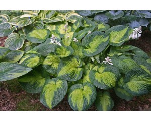 Photo Courtesy of Ball Horticultural Company