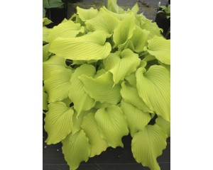 Photo Courtesy of Ball Horticultural Company