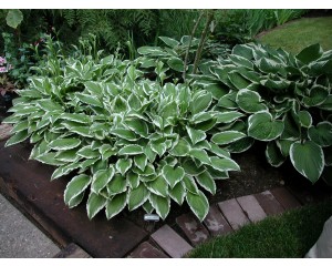 Photo Courtesy of Walter's Gardens, Inc.