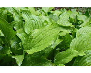 Hosta, Aphrodite