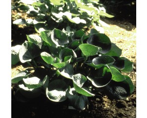 Photo Courtesy of Bailey Nurseries Inc.