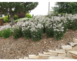 Husker Red Penstemon...©photo ArborTanics Inc.