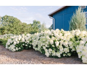 Photo Courtesy of Bailey Nurseries Inc.