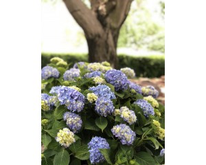 Photo Courtesy of Greenleaf Nursery Company