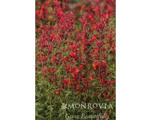 Photo Courtesy of Monrovia