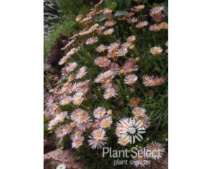 Photo Courtesy of Plant Select®